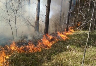 В Житковичском лесхозе зафиксировали три пожара на 1,8 гектара