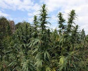 Марихуана на поле чудес марихуана от боли в горле